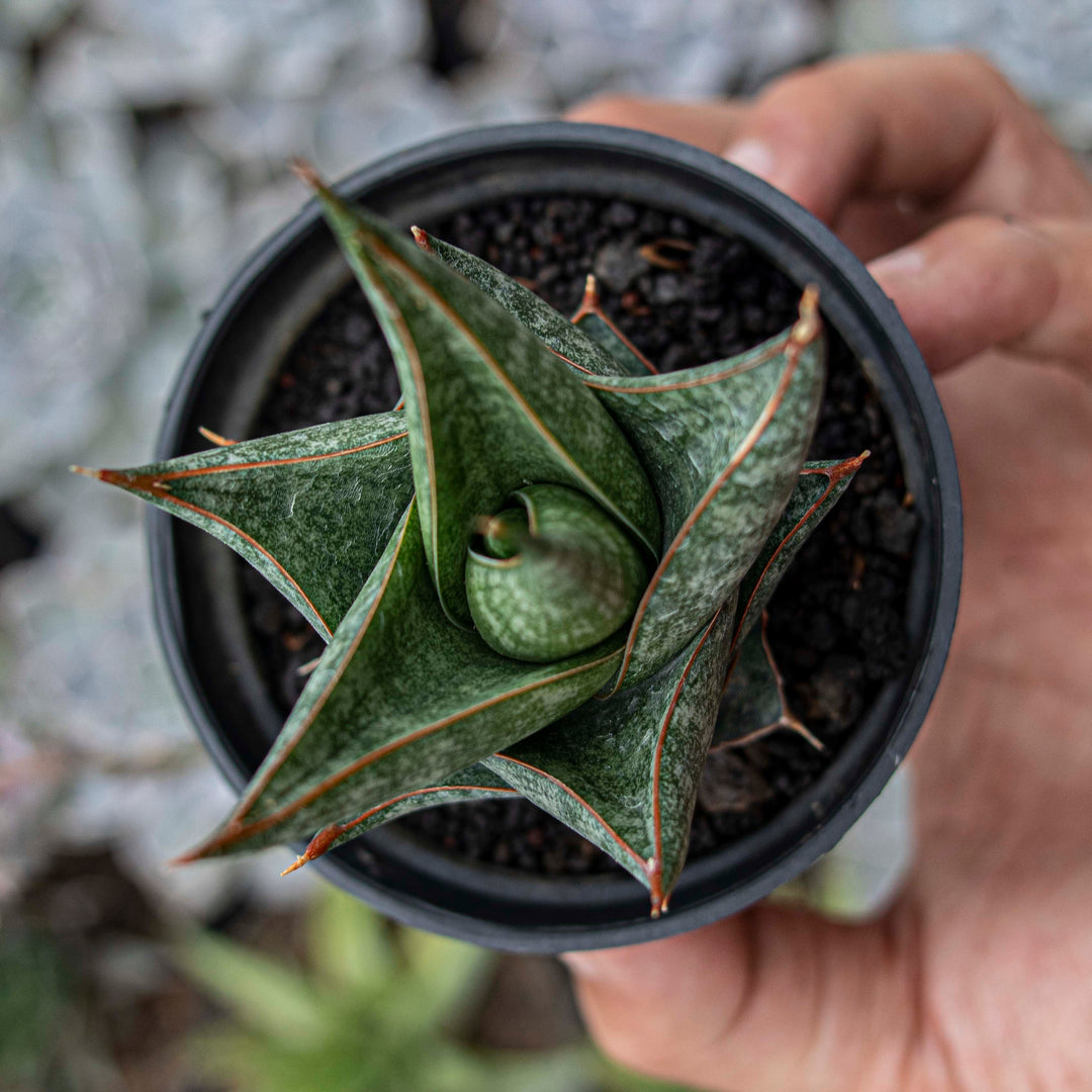 Sansevieria Balyii x Srikaton