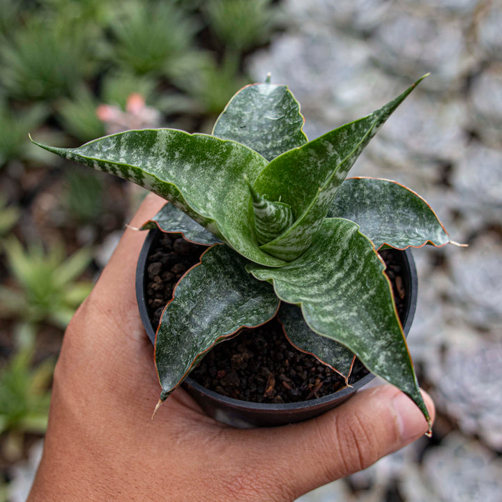Sansevieria Hybrid Cordova x Personii x Balyii