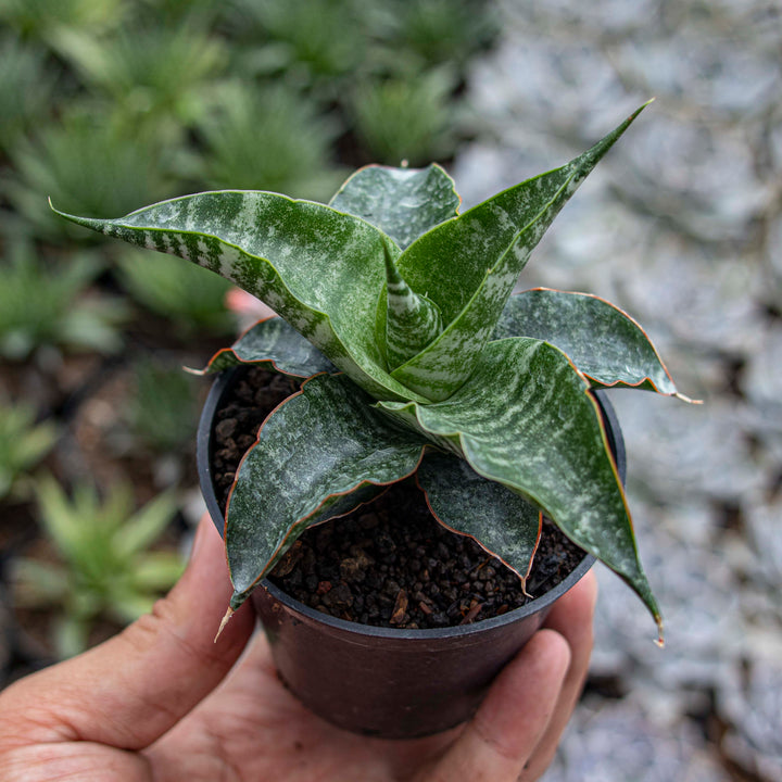 Sansevieria Hybrid Cordova x Personii x Balyii