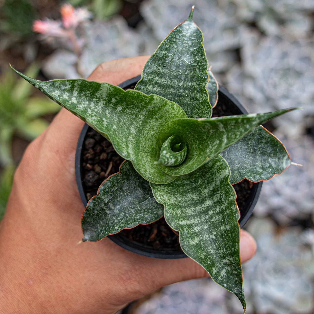 Sansevieria Hybrid Cordova x Personii x Balyii