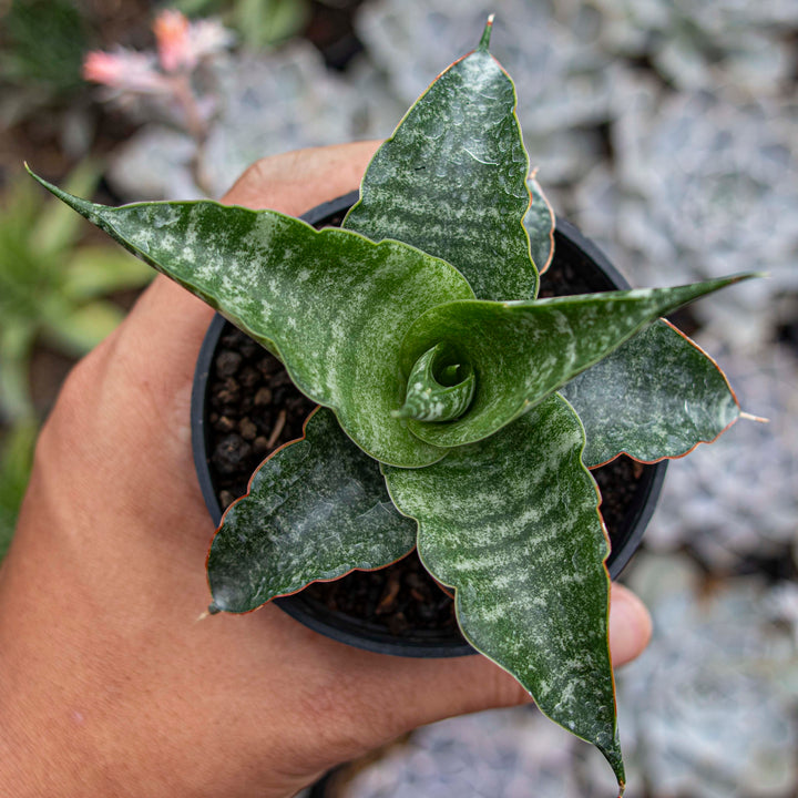 Sansevieria Hybrid Cordova x Personii x Balyii
