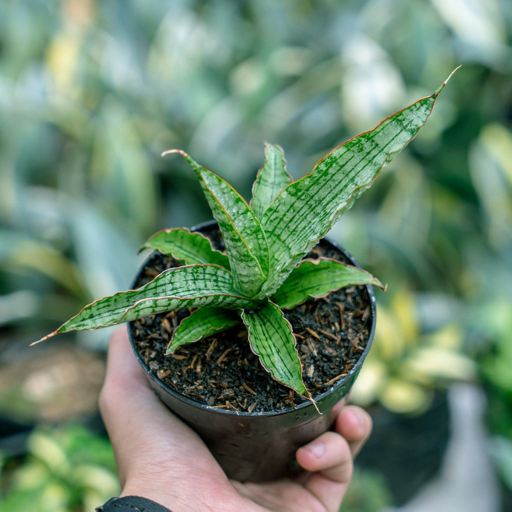 Sansevieria Gabriel x Cordova x rc – Succulentasia