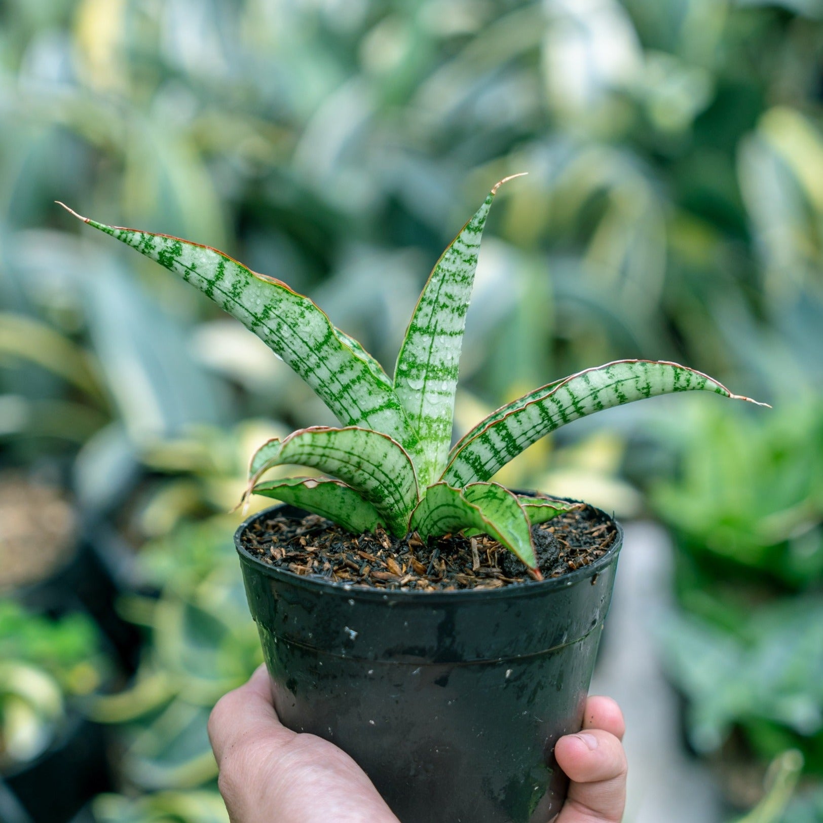 Sansevieria Gabriel x Cordova x rc – Succulentasia