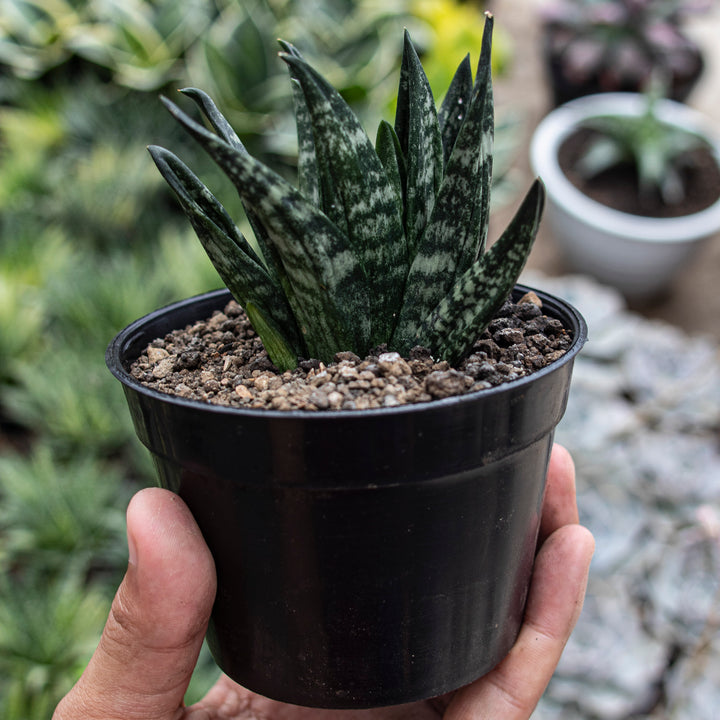 Sansvieria Hahnii gaster