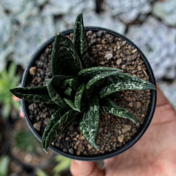 Sansvieria Hahnii gaster