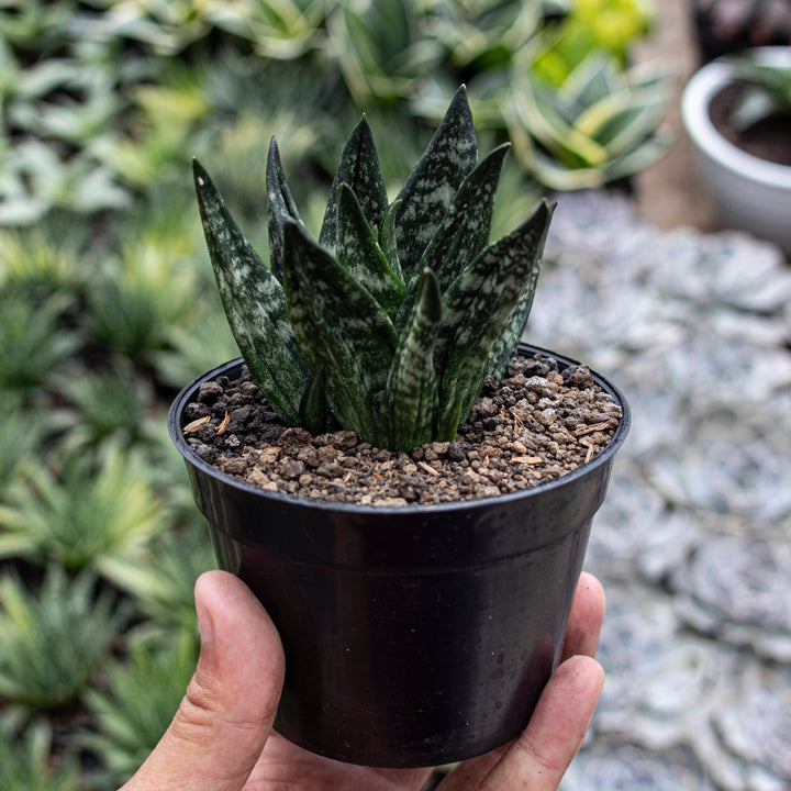 Sansvieria Hahnii gaster