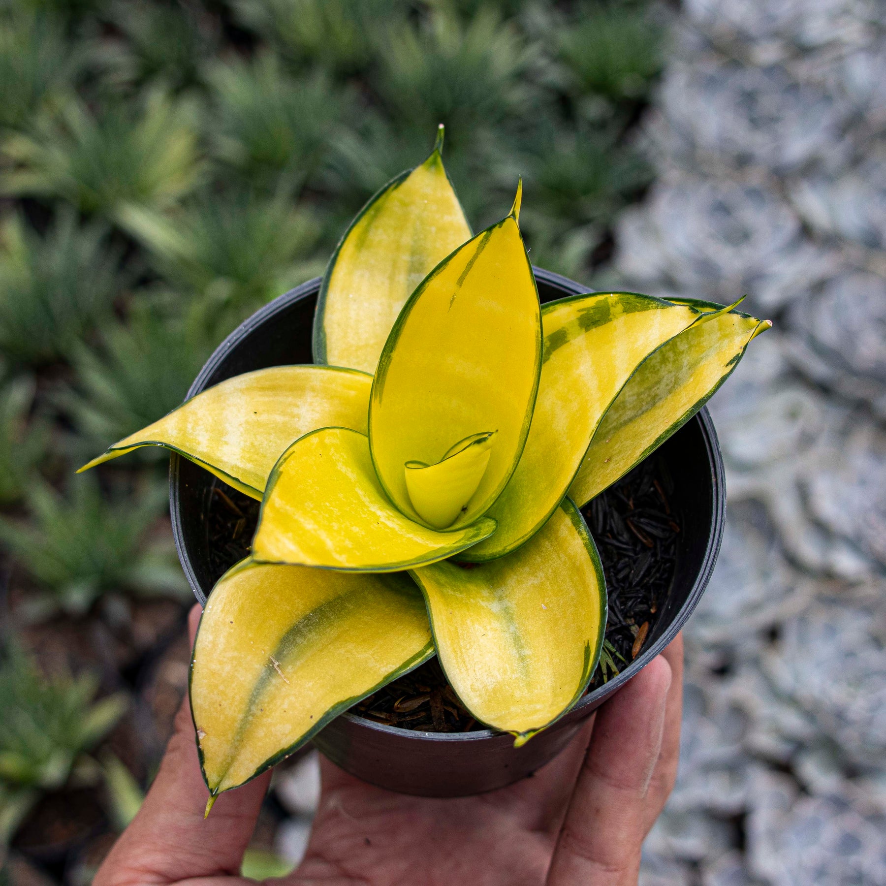 sansevieria golden Sansevieria Hahnii Philippine Gold – Succulentasia