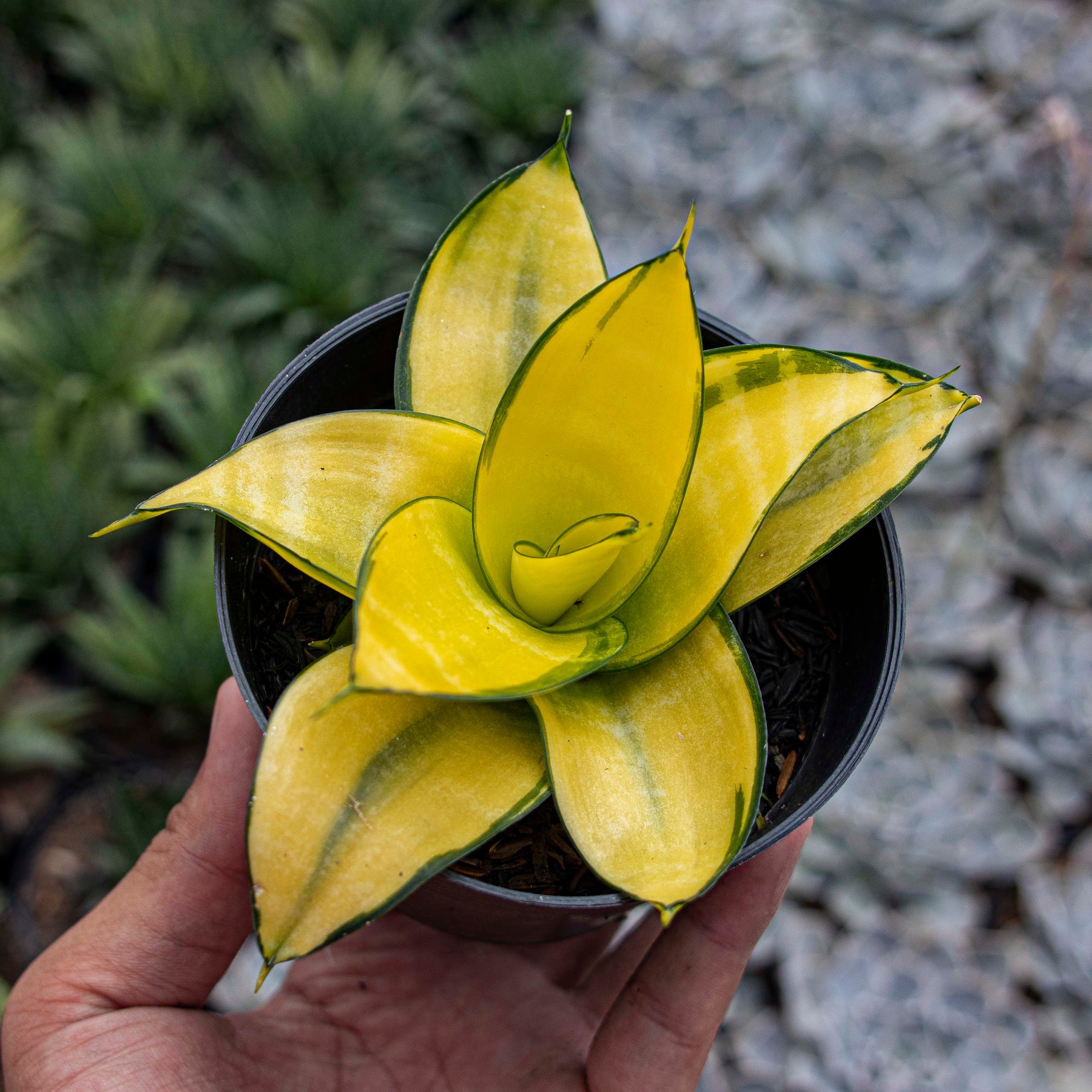 sansevieria trifasciata hahnii solid gold Sansevieria Hahnii Philippine Gold