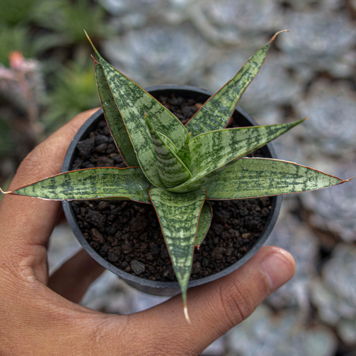 Sansevieria Hybrid Love