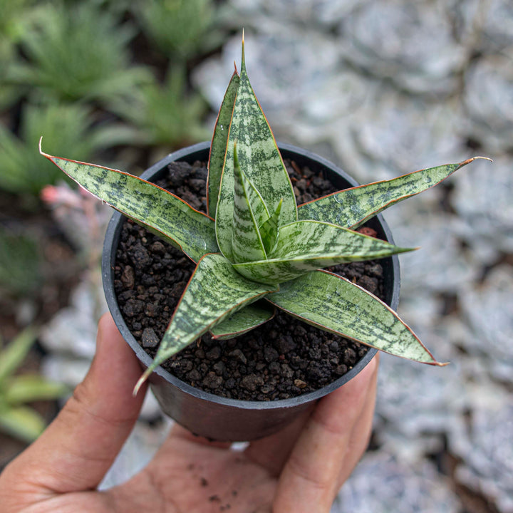 Sansevieria Hybrid Love