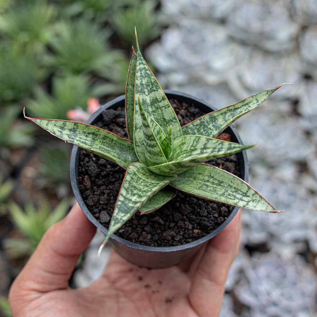 sansevieria ravana Sansevieria Renjana