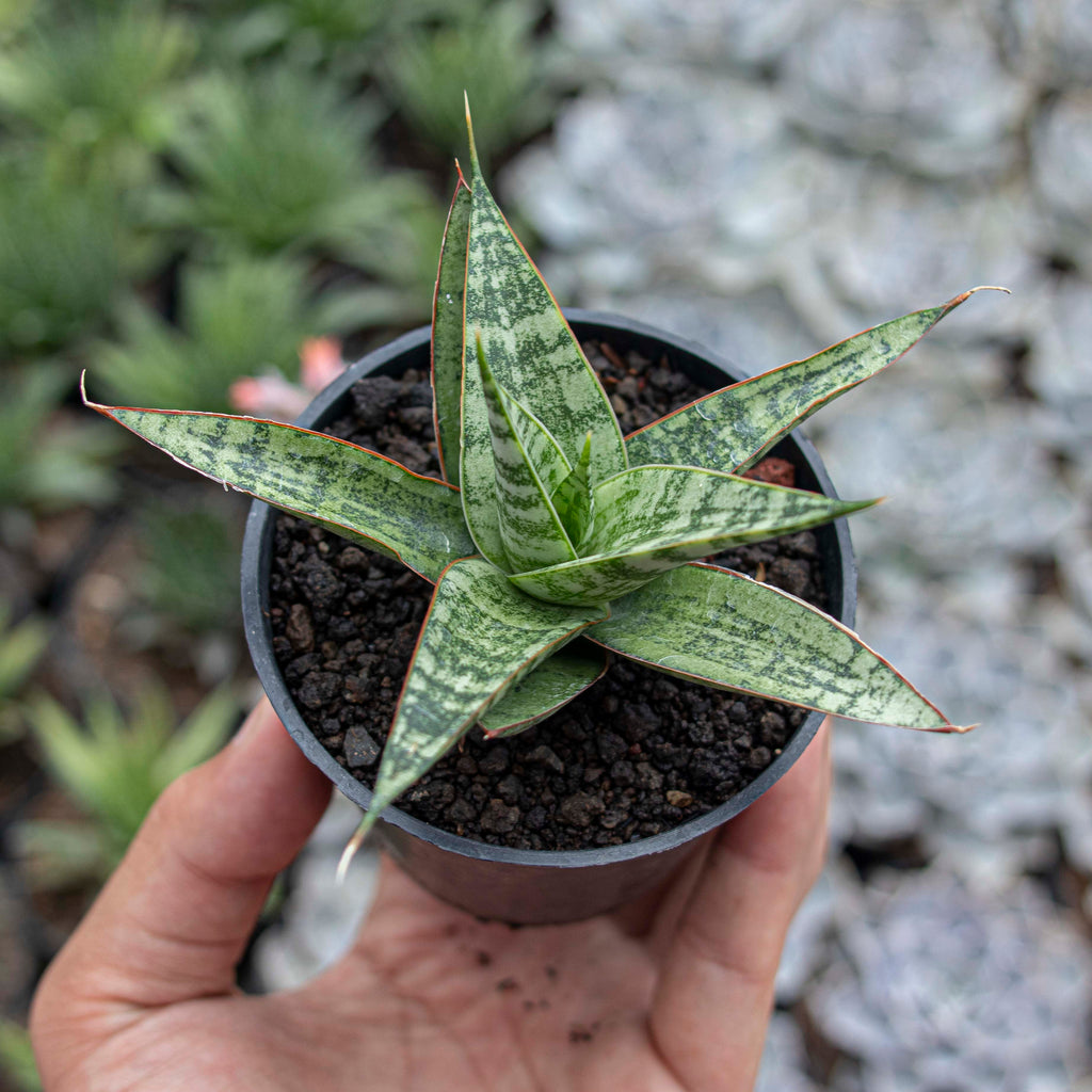 dhyana sansevieria Sansevieria Renjana – Succulentasia