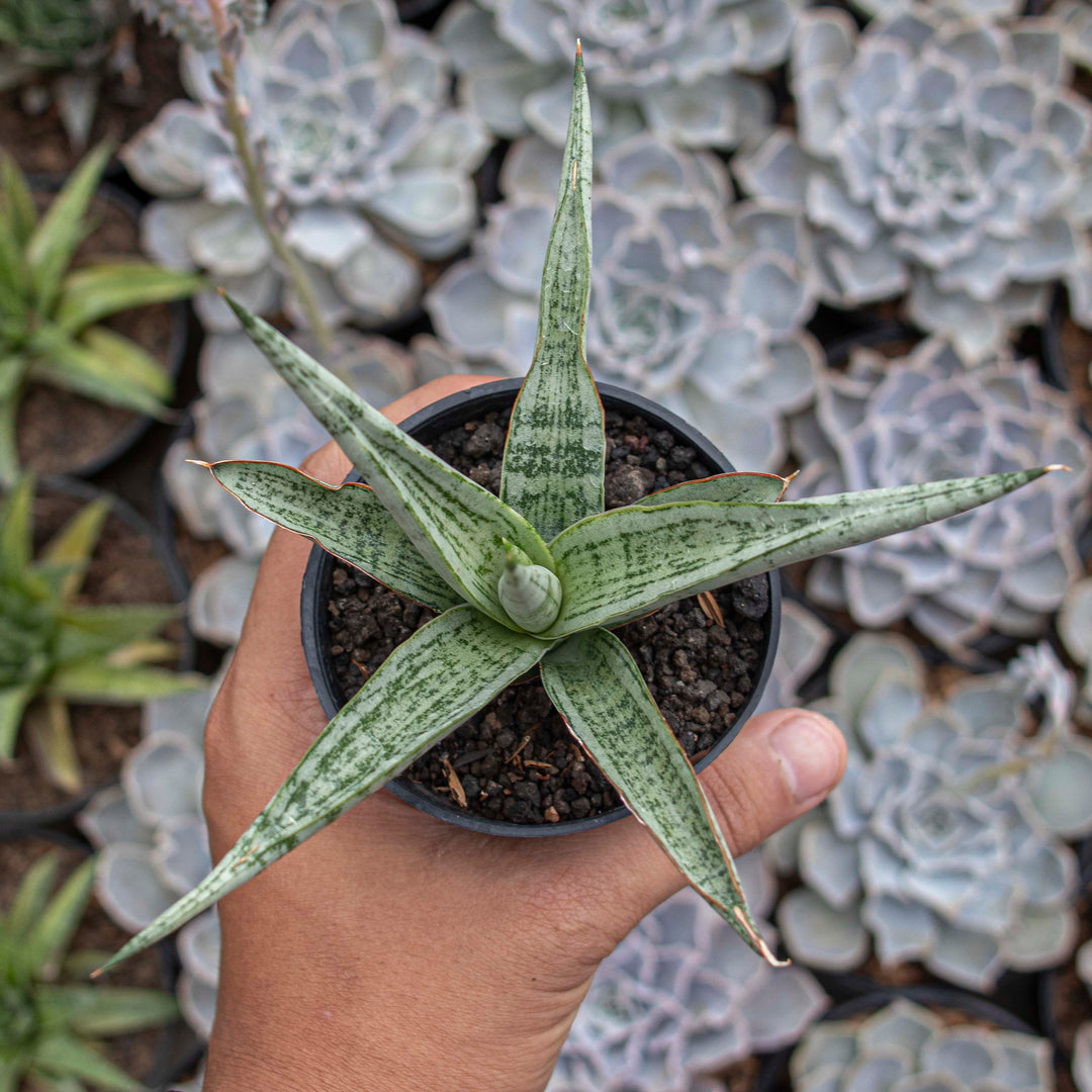 snake charmer plant Sansevieria Renjana – Succulentasia