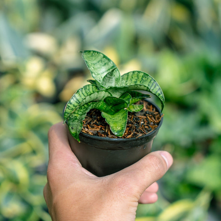 Sansevieria Mama Mia