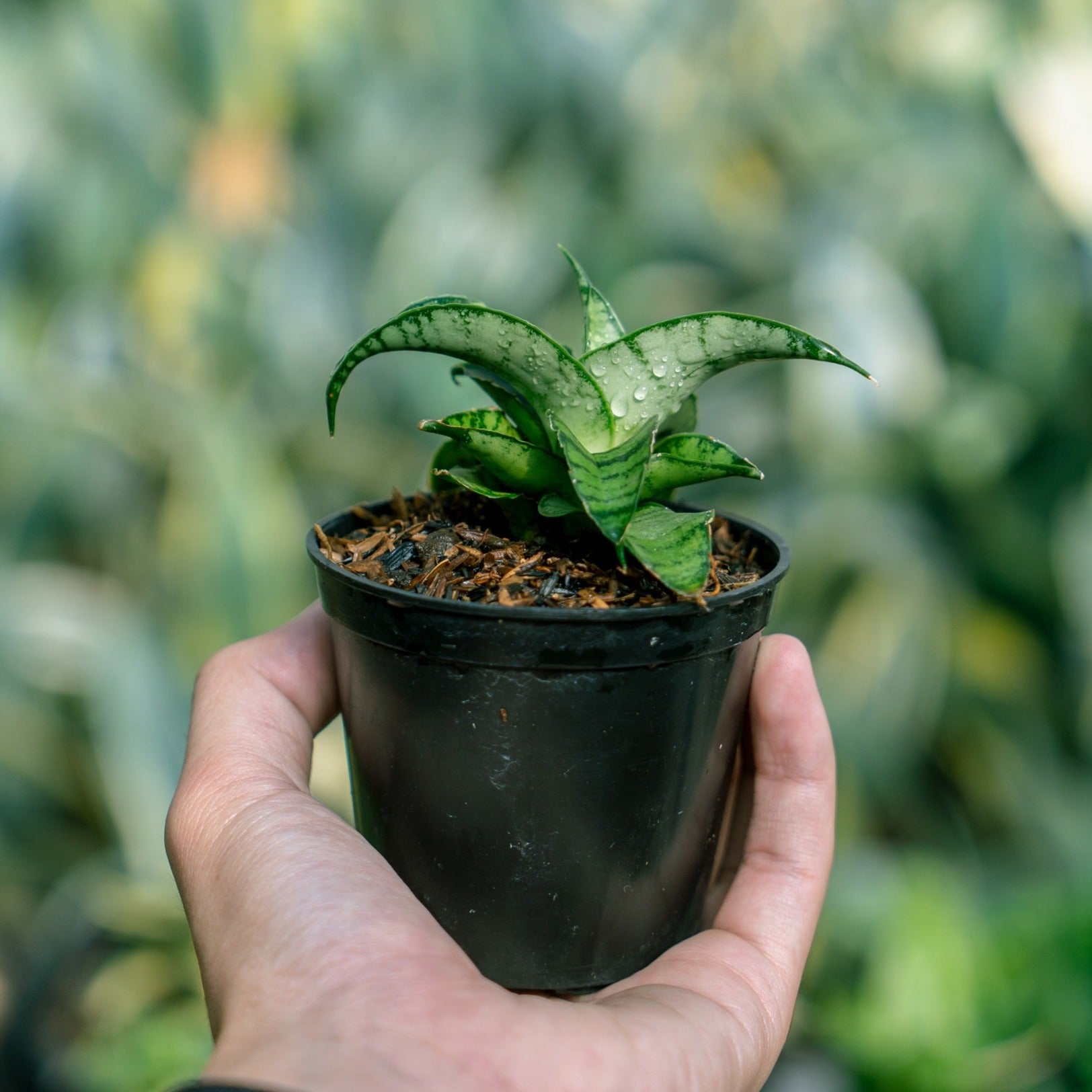 Sansevieria Mama Mia – Succulentasia