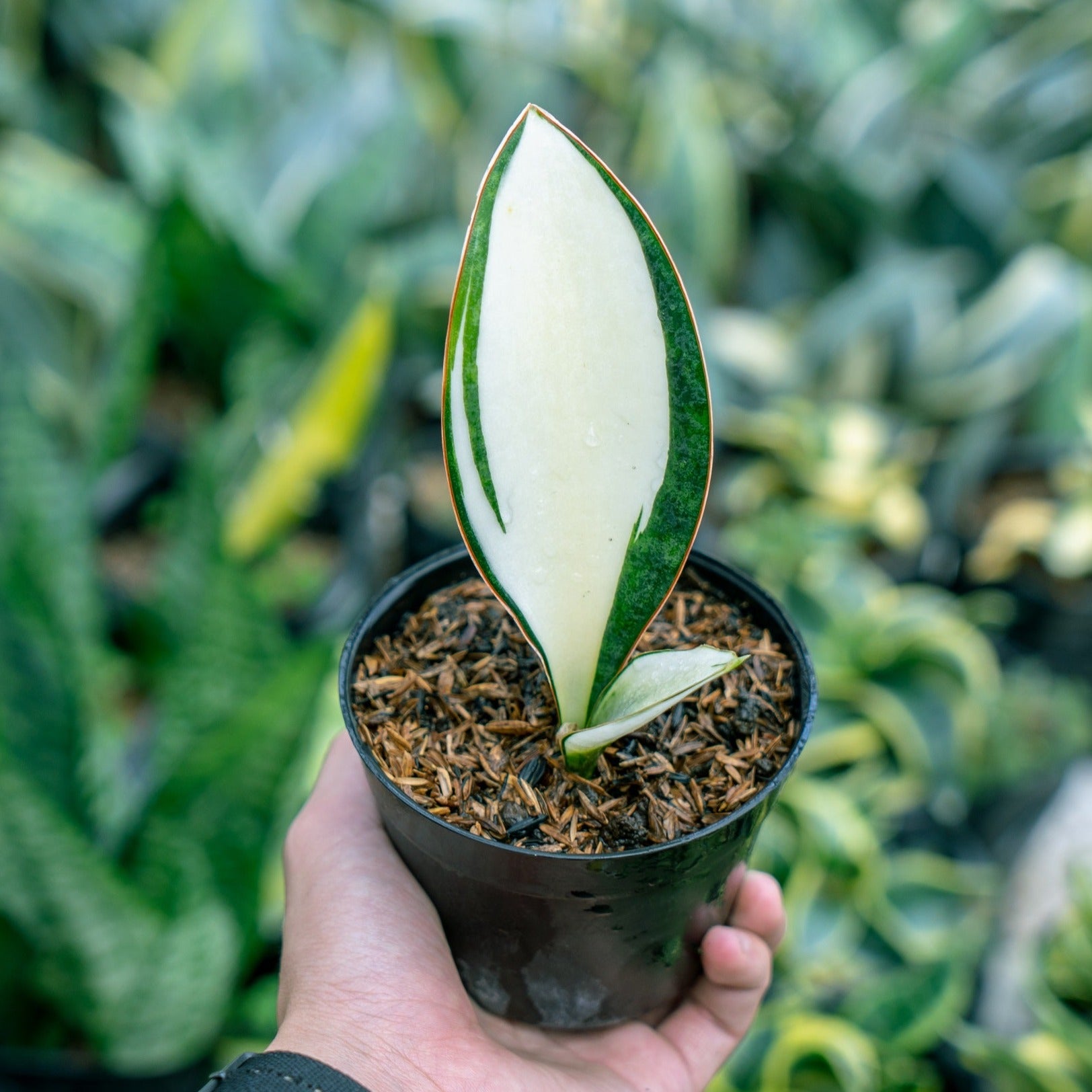 sansevieria masoniana seeds Sansevieria Masoniana Mediopict