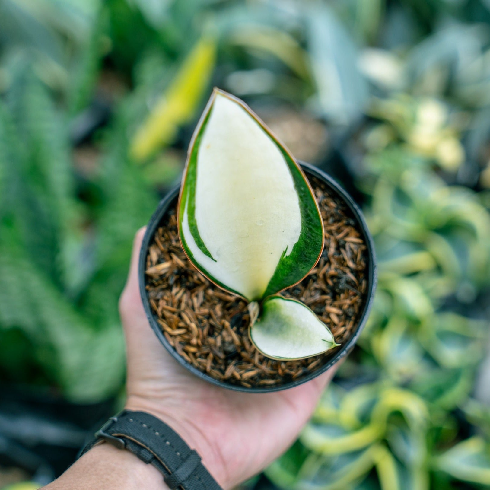 sansevieria manolin Sansevieria Masoniana Mediopict – Succulentasia