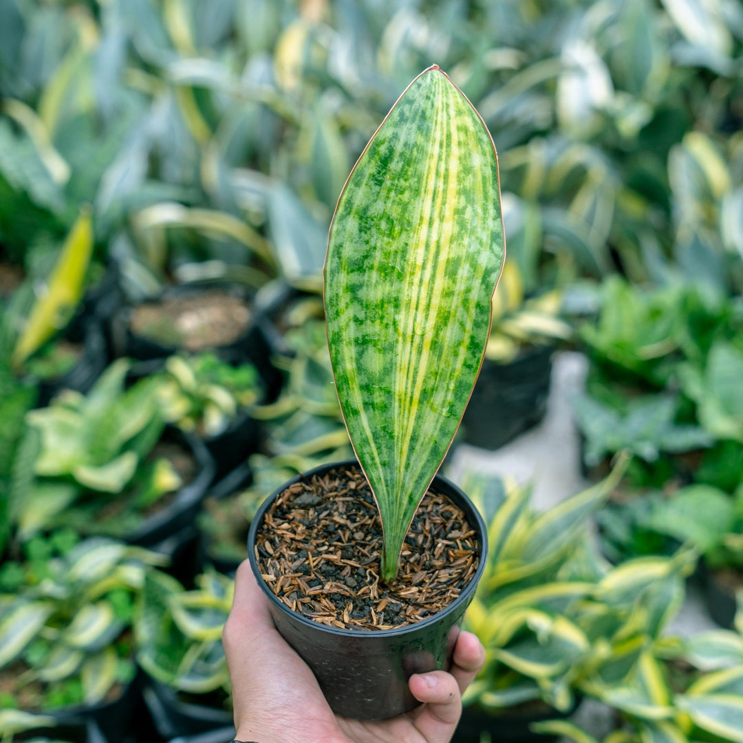 sansevieria masoniana Sansevieria Masoniana Yellow Variegated Strip