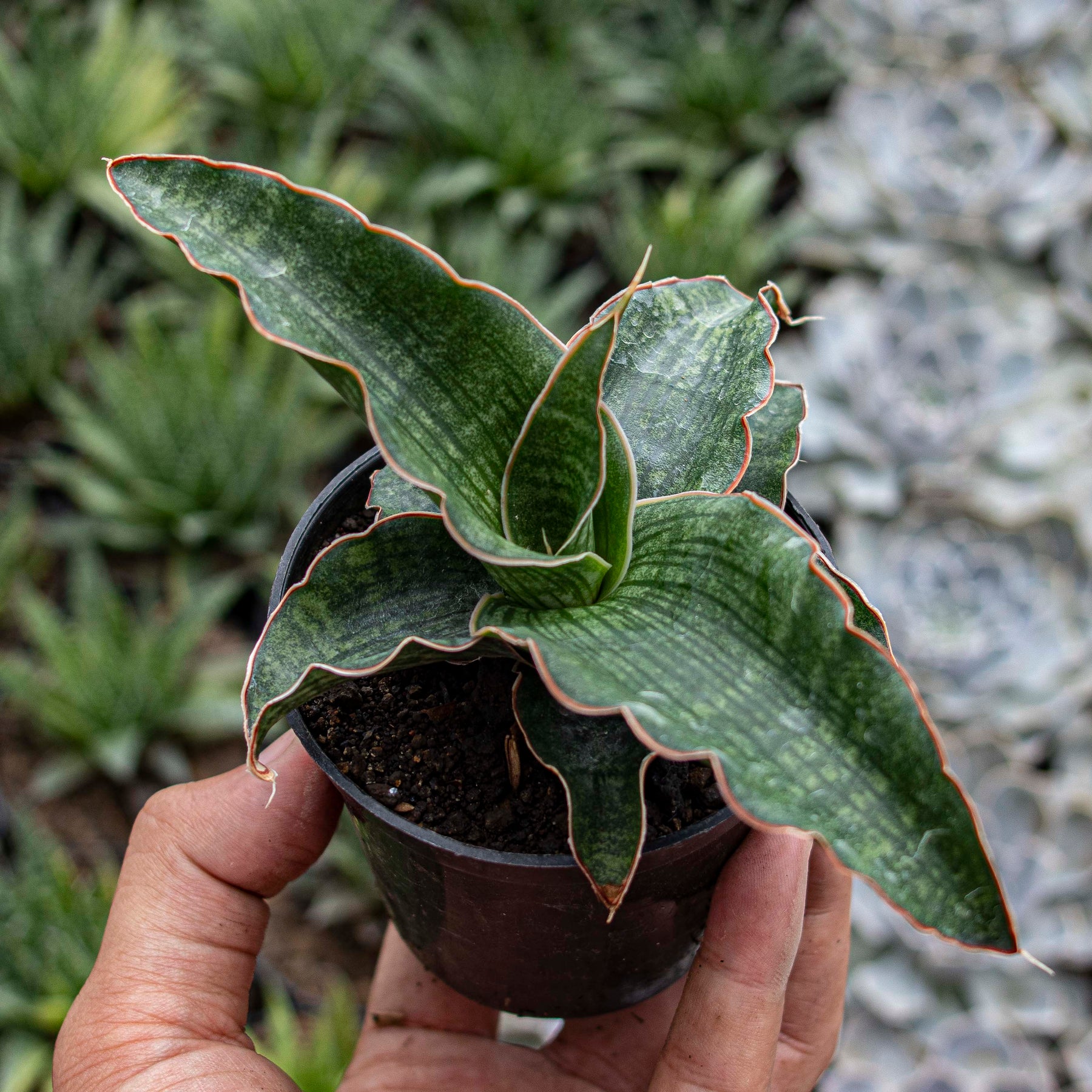 sansevieria nalika Sansevieria Nalika Green Form – Succulentasia