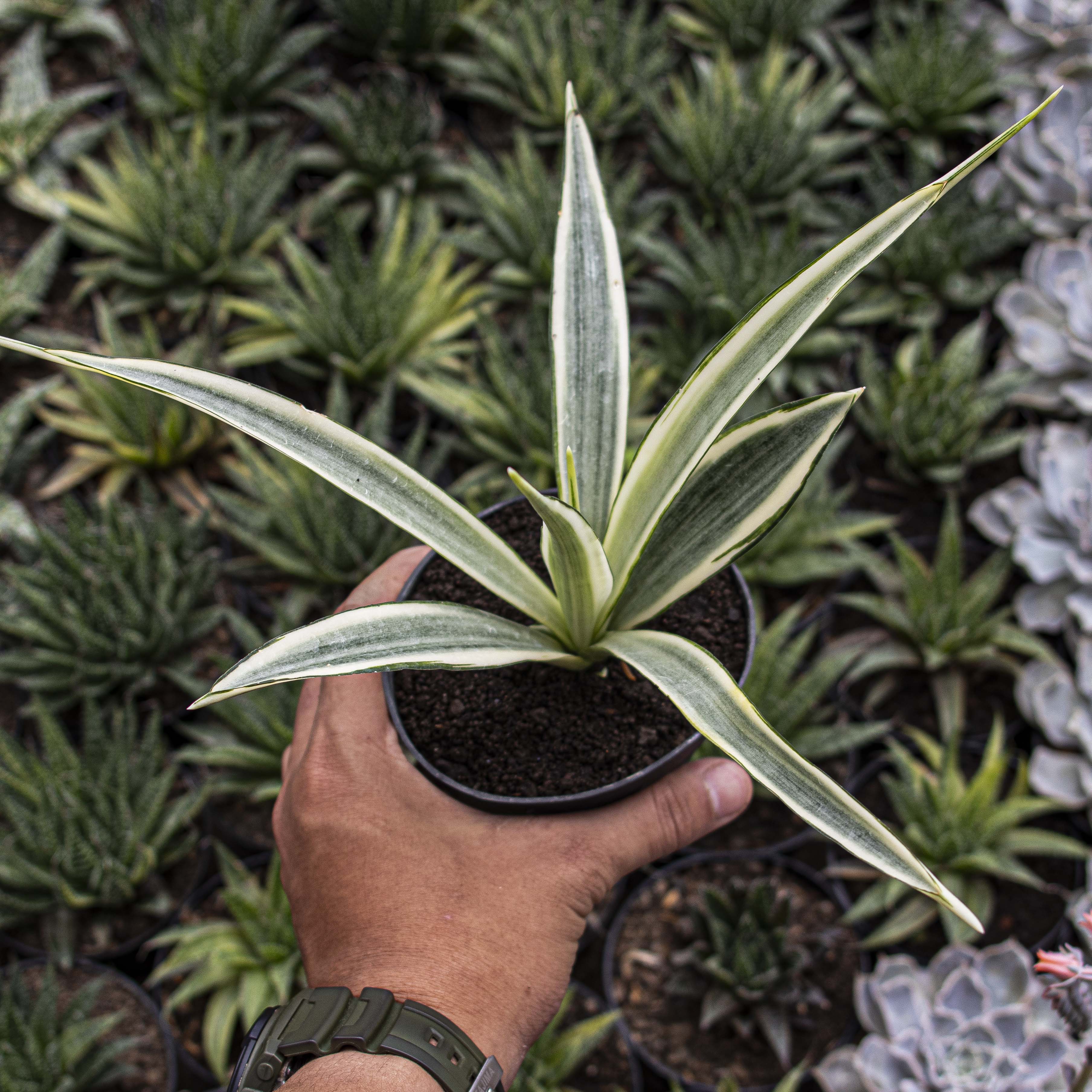 Sansevieria Parpalancet White Variegated – Succulentasia
