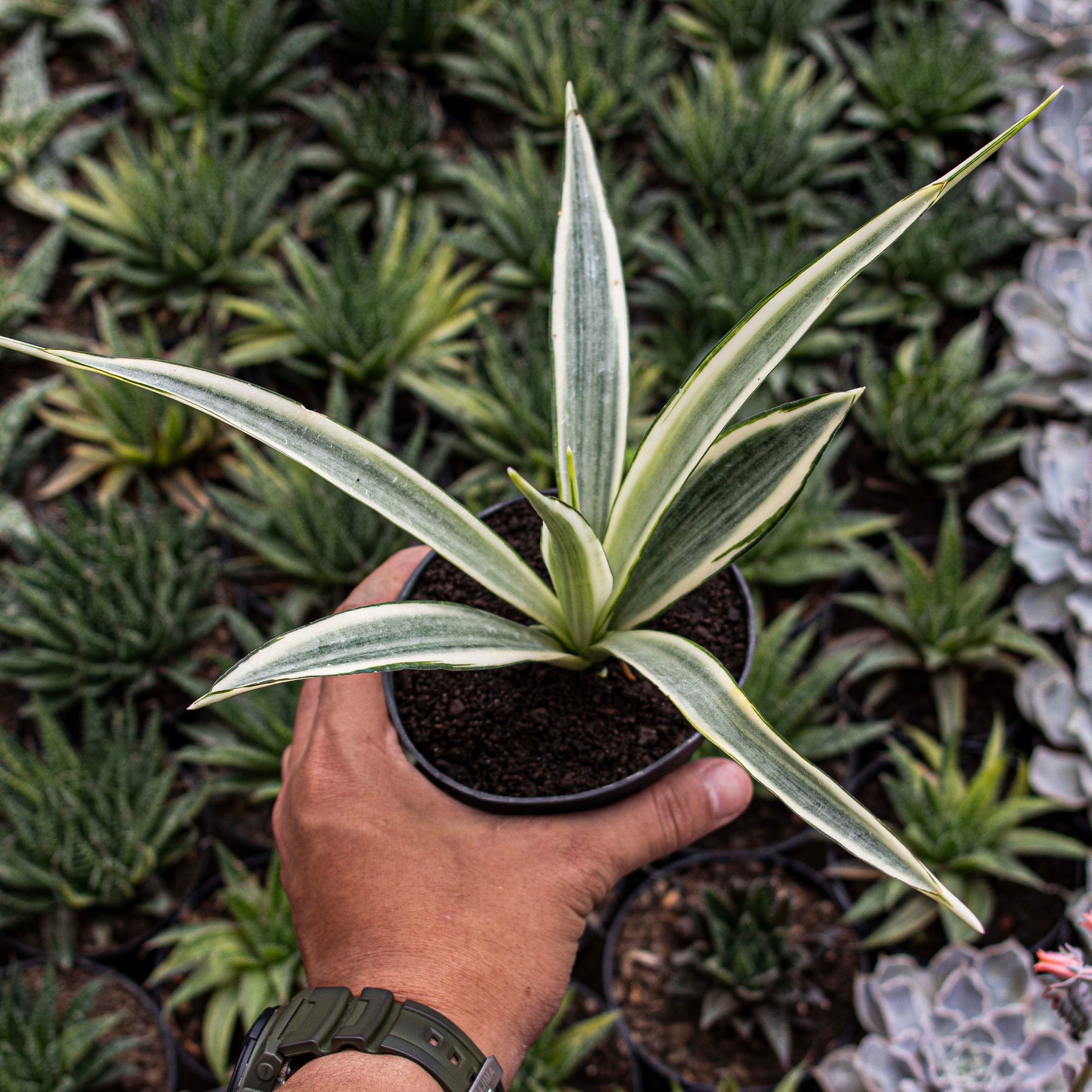 white variegated snake plant Sansevieria Parpalancet White Variegated – Succulentasia