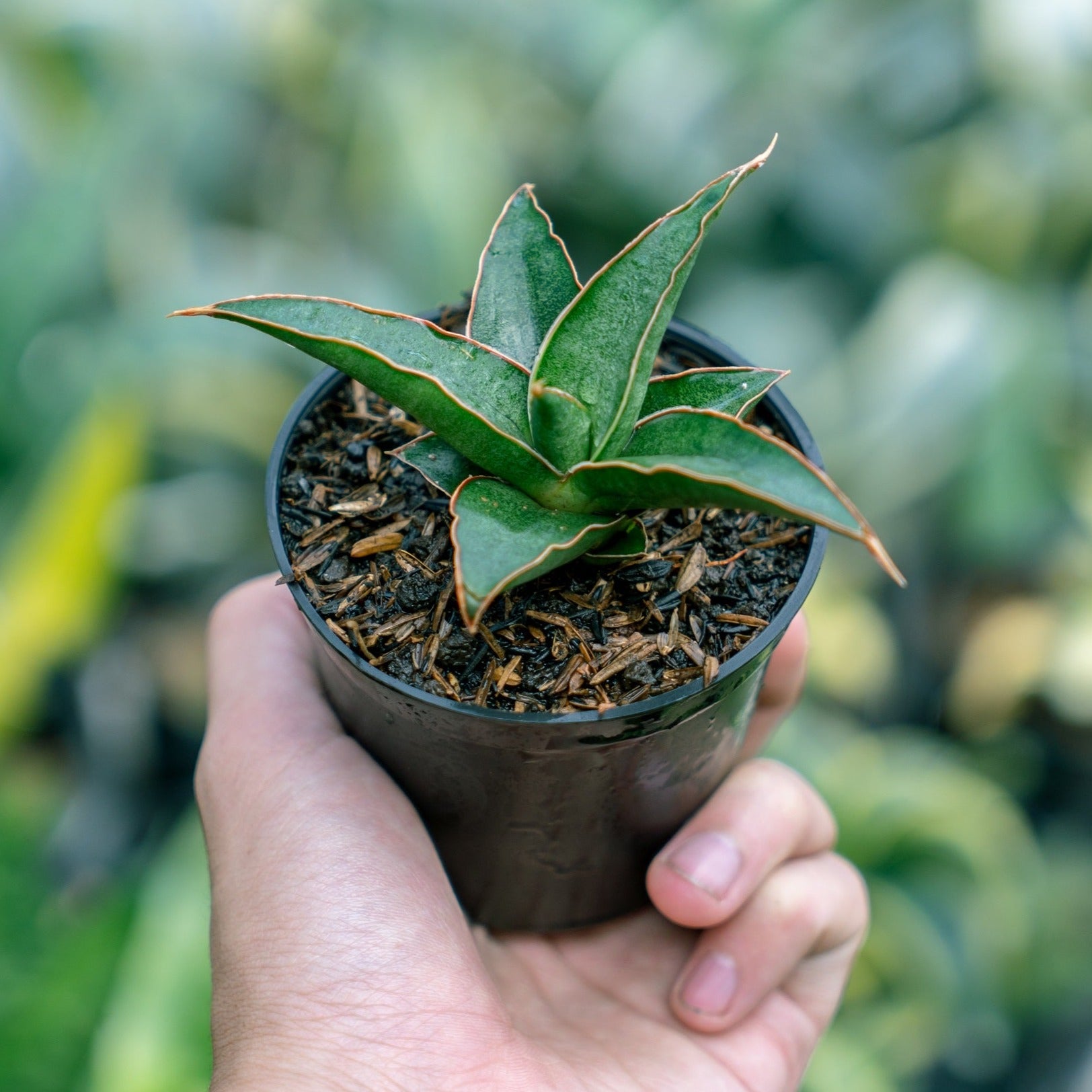 sansevieria pinguicula dagger Sansevieria Pingui x Donglas – Succulentasia