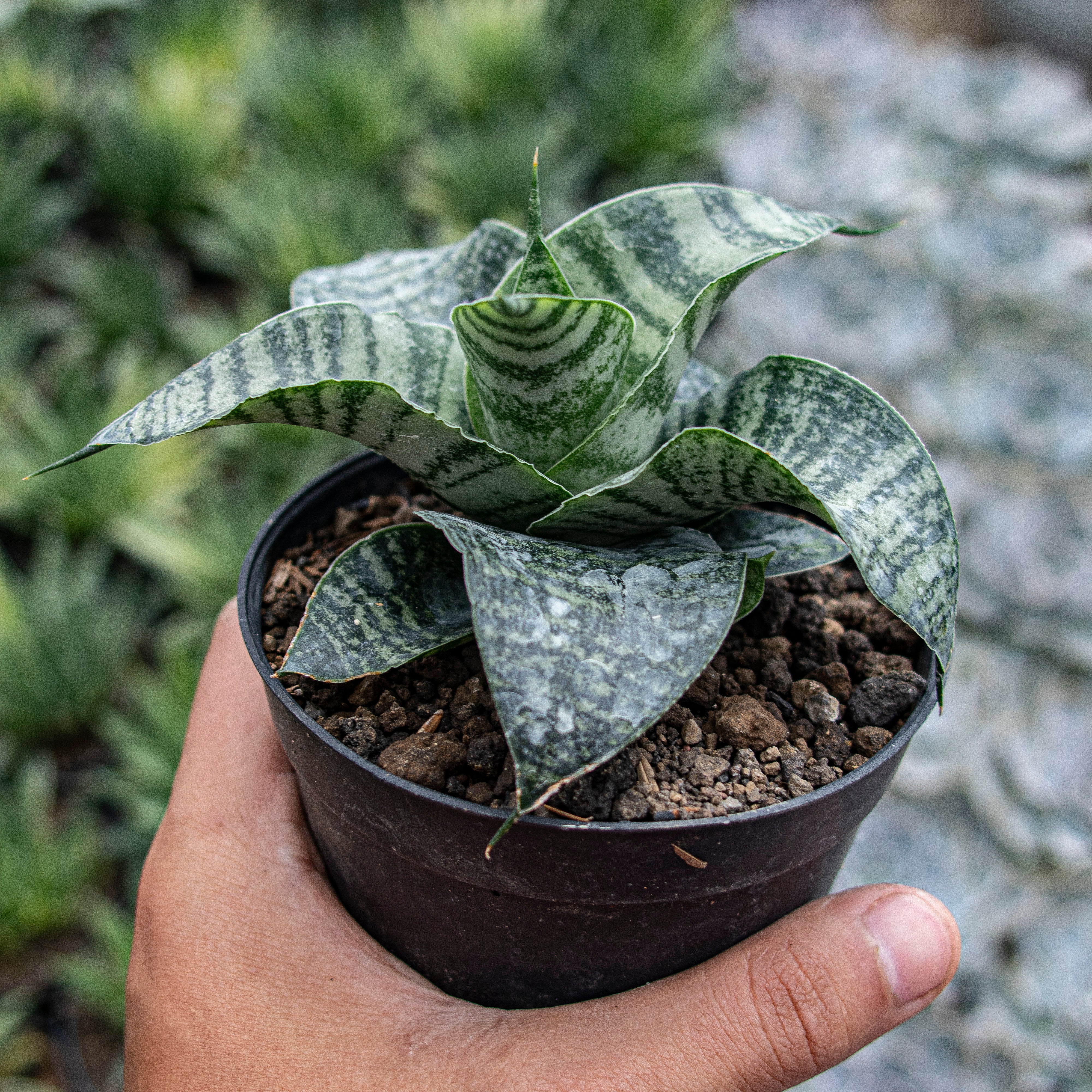 Sansevieria Spyder – Succulentasia