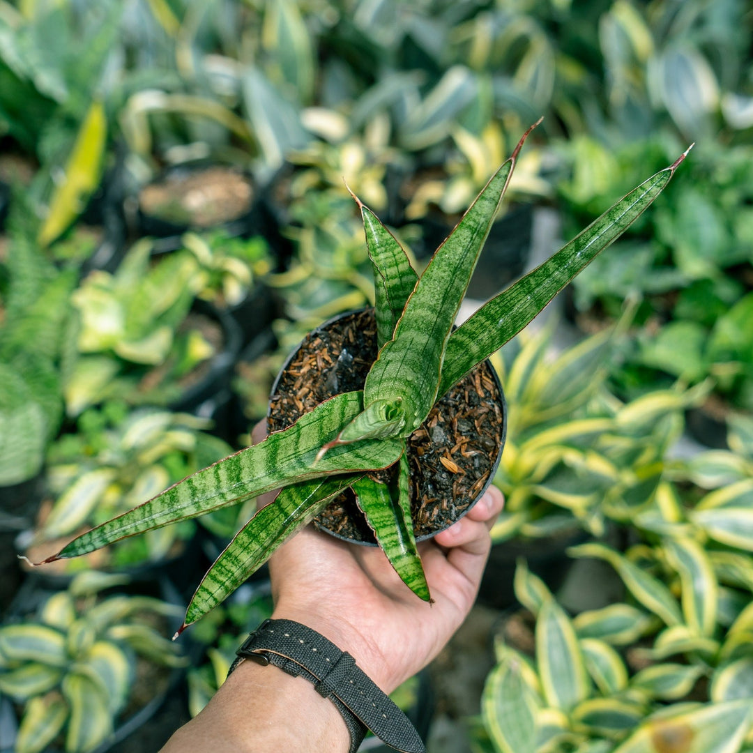 la sansevieria Sansevieria Tarantula – Succulentasia