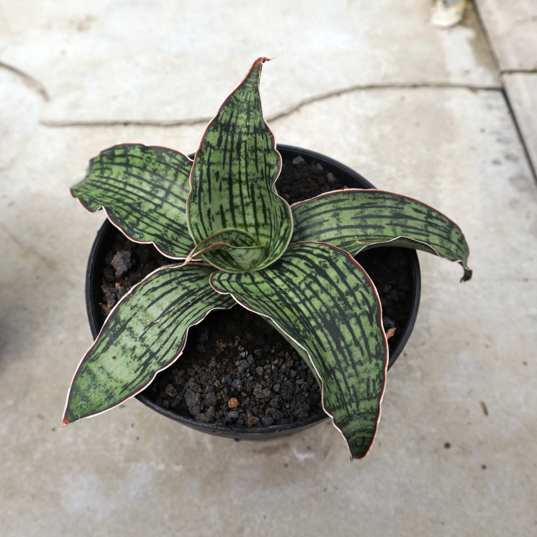 Sansevieria Cleopatra Big – Succulentasia