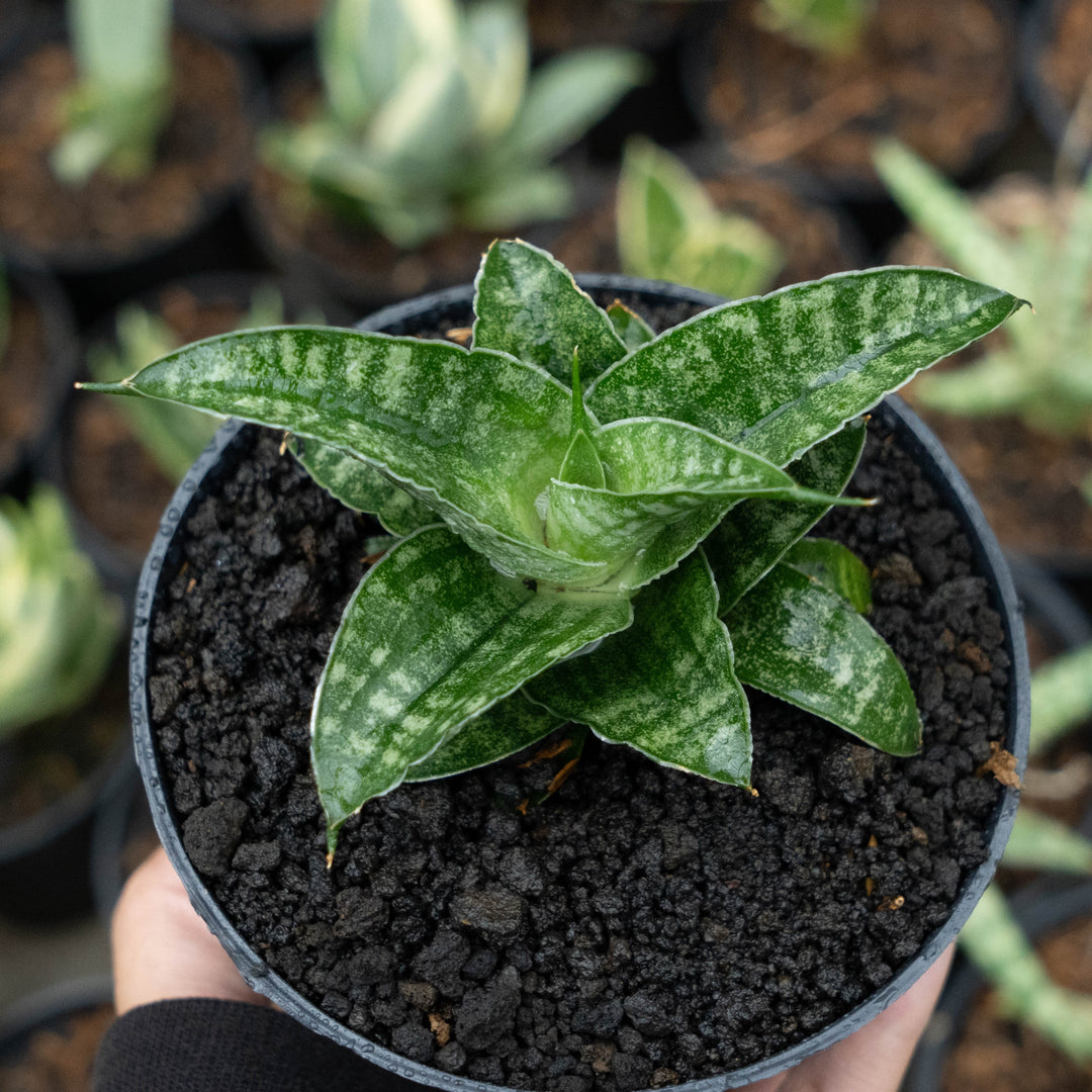 Sansevieria francisi x koko x grasilis x areiela