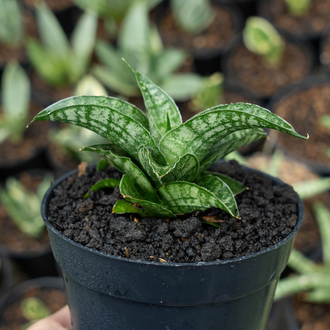 Sansevieria francisi x koko x grasilis x areiela