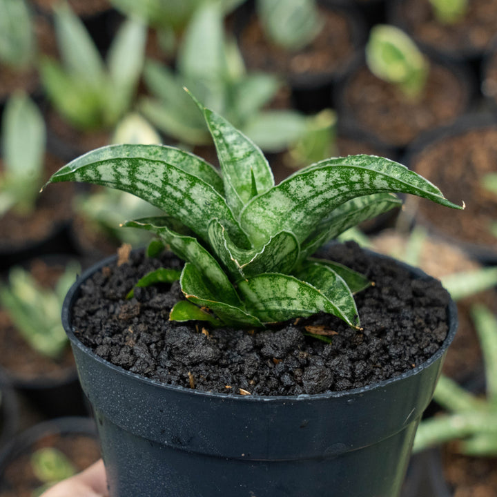 Sansevieria francisi x koko x grasilis x areiela