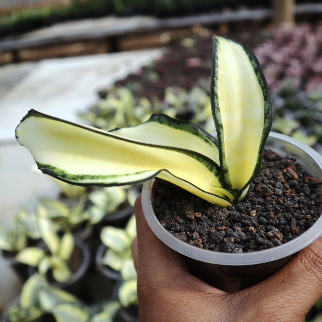 Sansevieria Golden retailer Wendy (A480)* | Great For Indoor Plants | Imported Plants