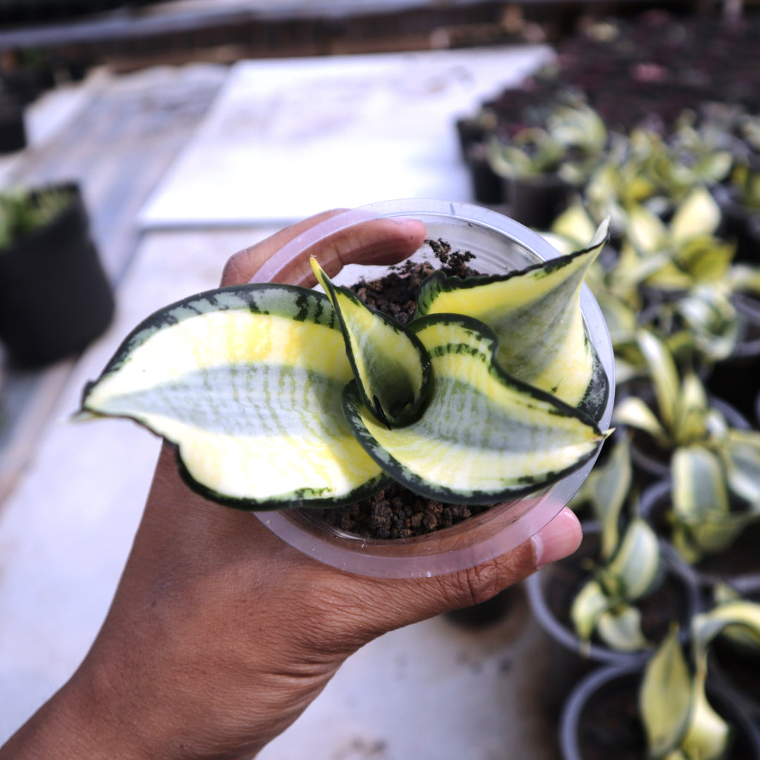 Sansevieria Golden Wendy (A480)* | order Great For Indoor Plants | Imported Plants