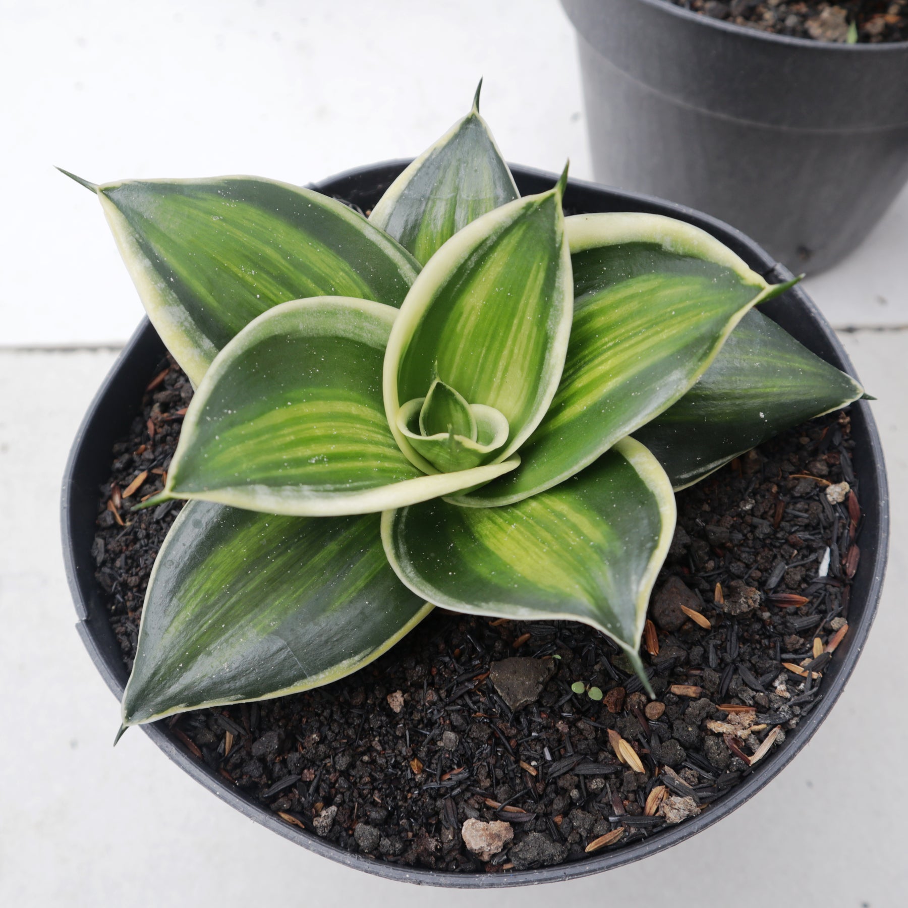 jade sansevieria Sansevieria Jade Dwarf Variegated Striata – Succulentasia
