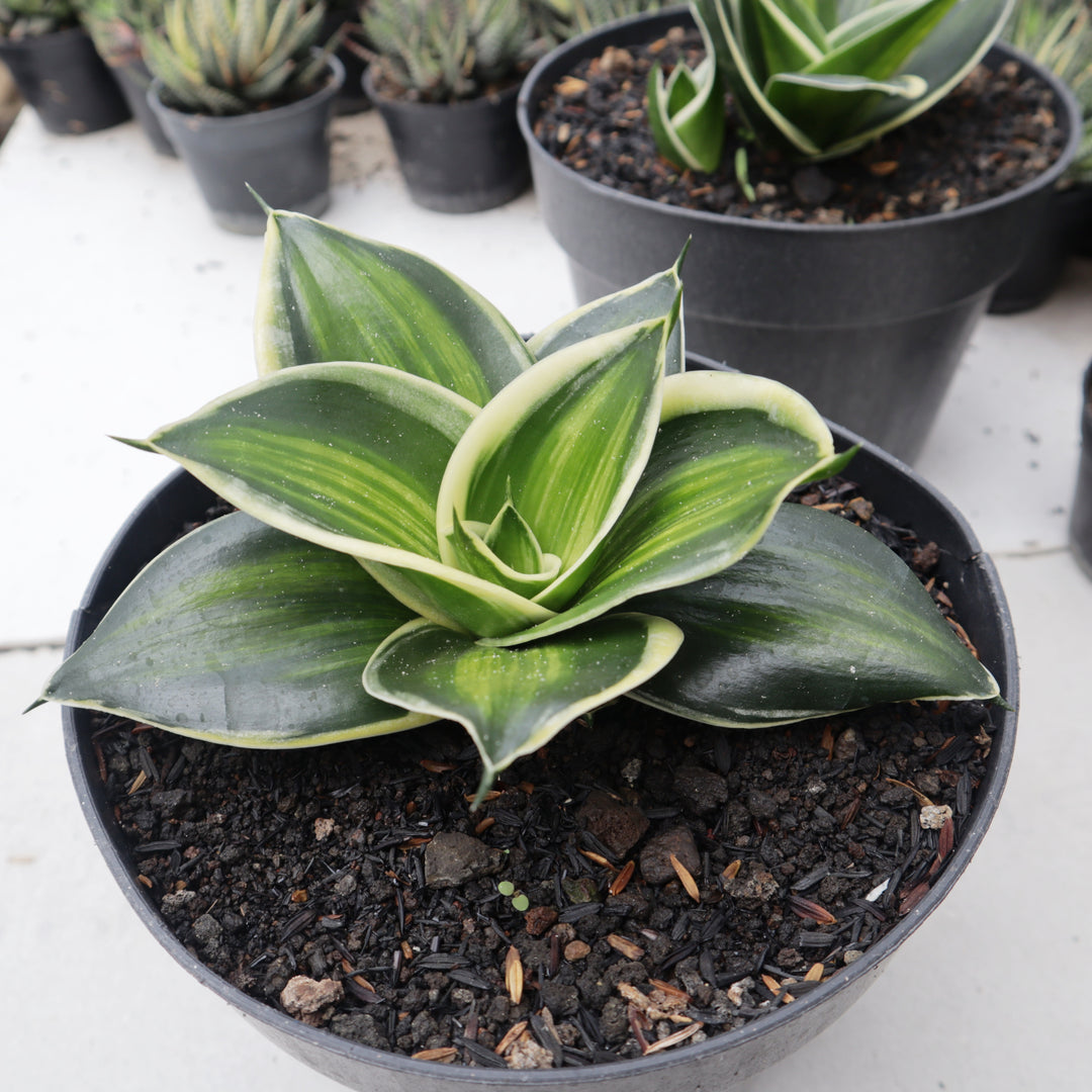 Sansevieria Jade Dwarf  Variegated Striata