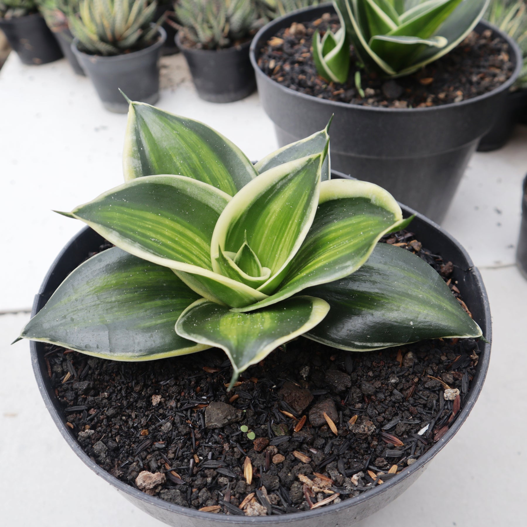 sansevieria jade star Sansevieria Jade Dwarf Variegated Striata – Succulentasia