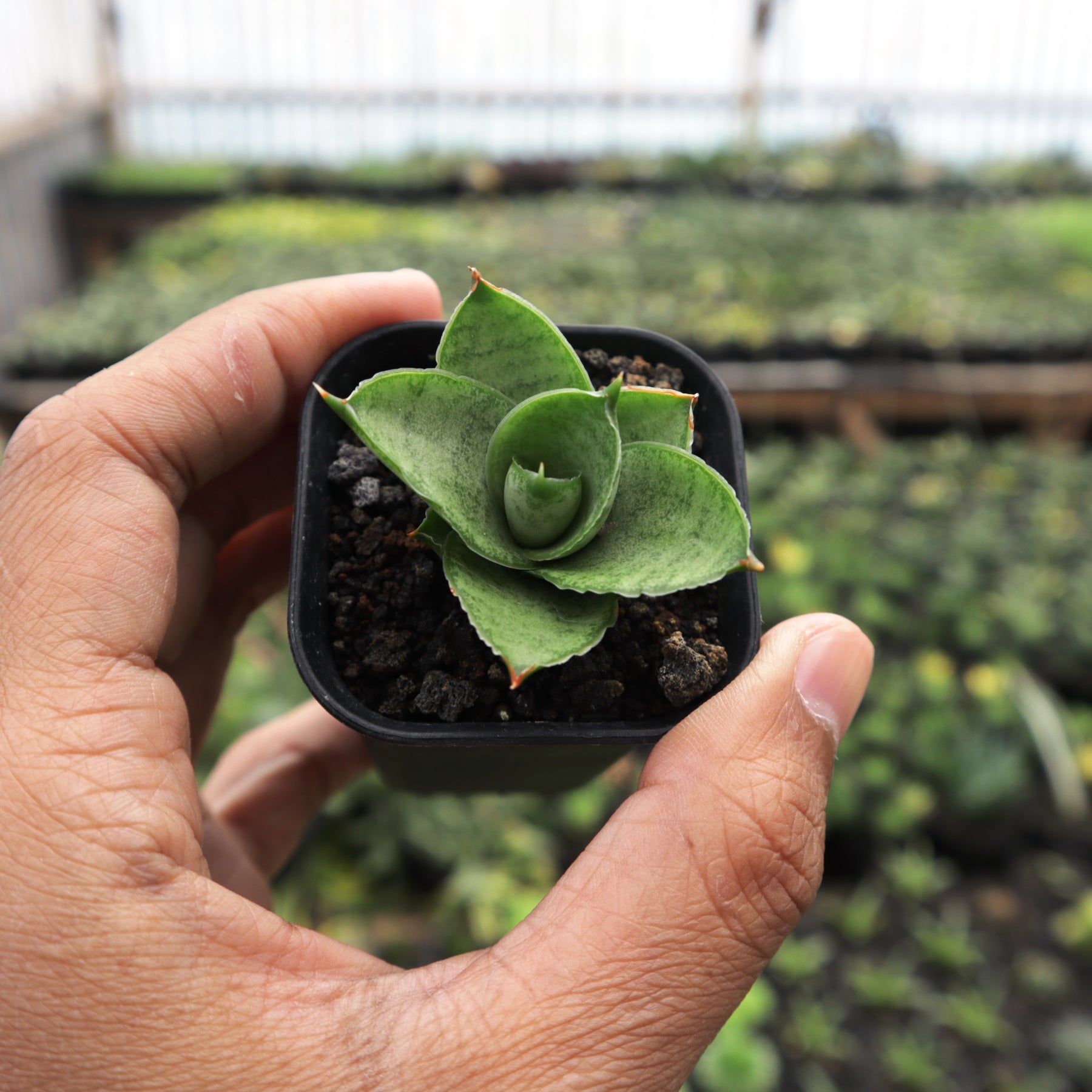 sansevieria pagoda Sansevieria Pagoda Hybrid – Succulentasia
