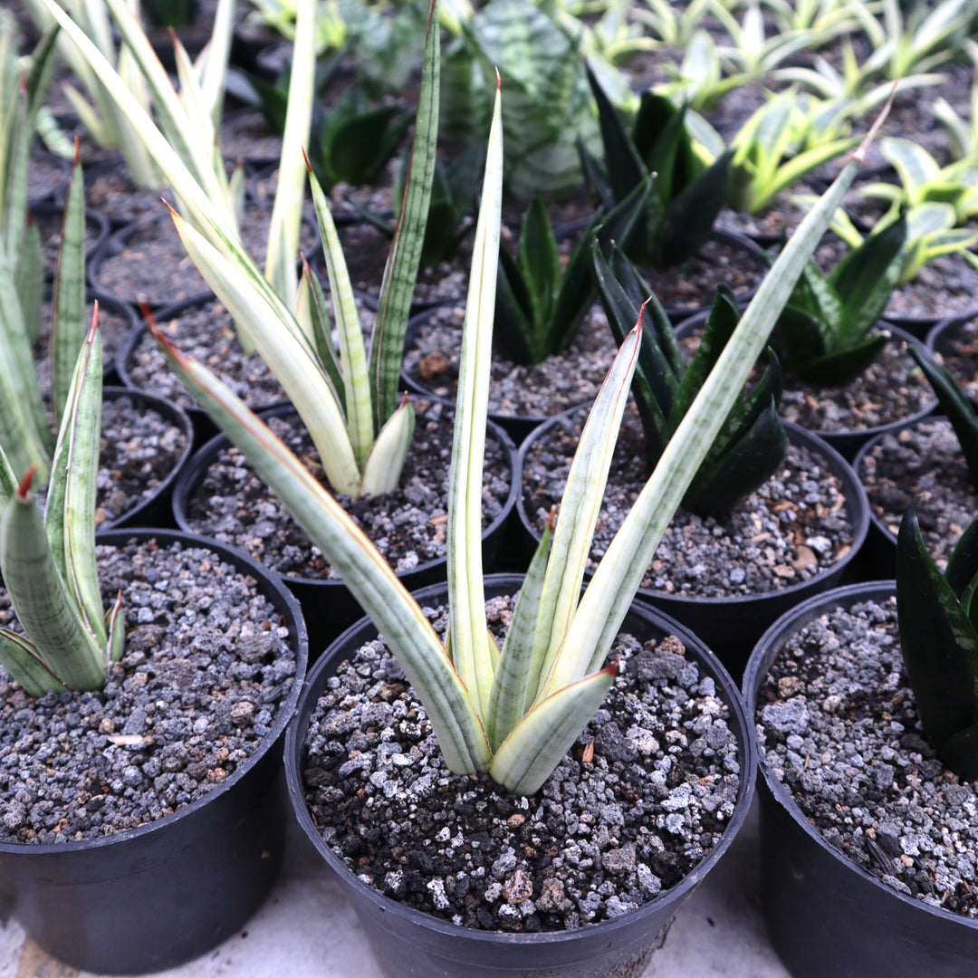 sansevieria tiara Sansevieria Royal Crown Variegated Yellow