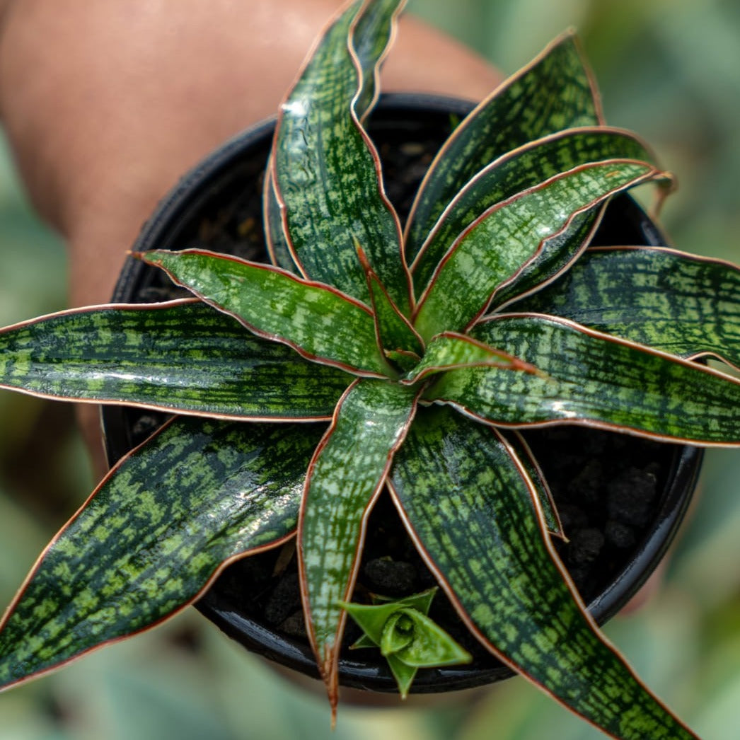 hybrid sansevieria Sansevieria hybrid unyil