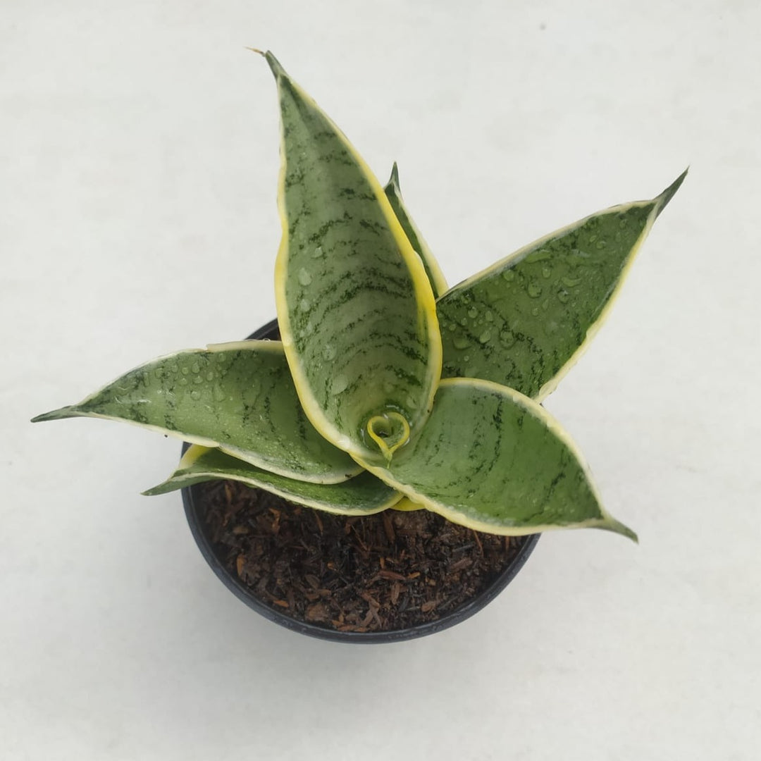 sansevieria hahnii cream sansevieria silver cream