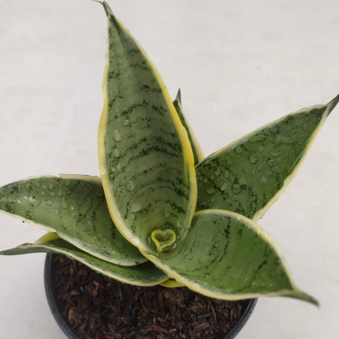 sansevieria silver silk sansevieria silver cream