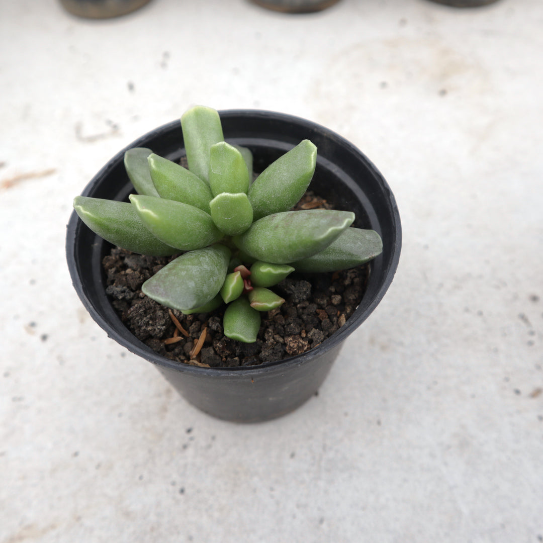 Adromischus spp 2