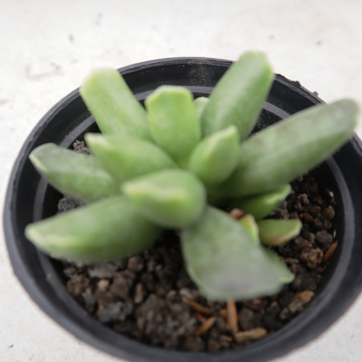 Adromischus spp 2