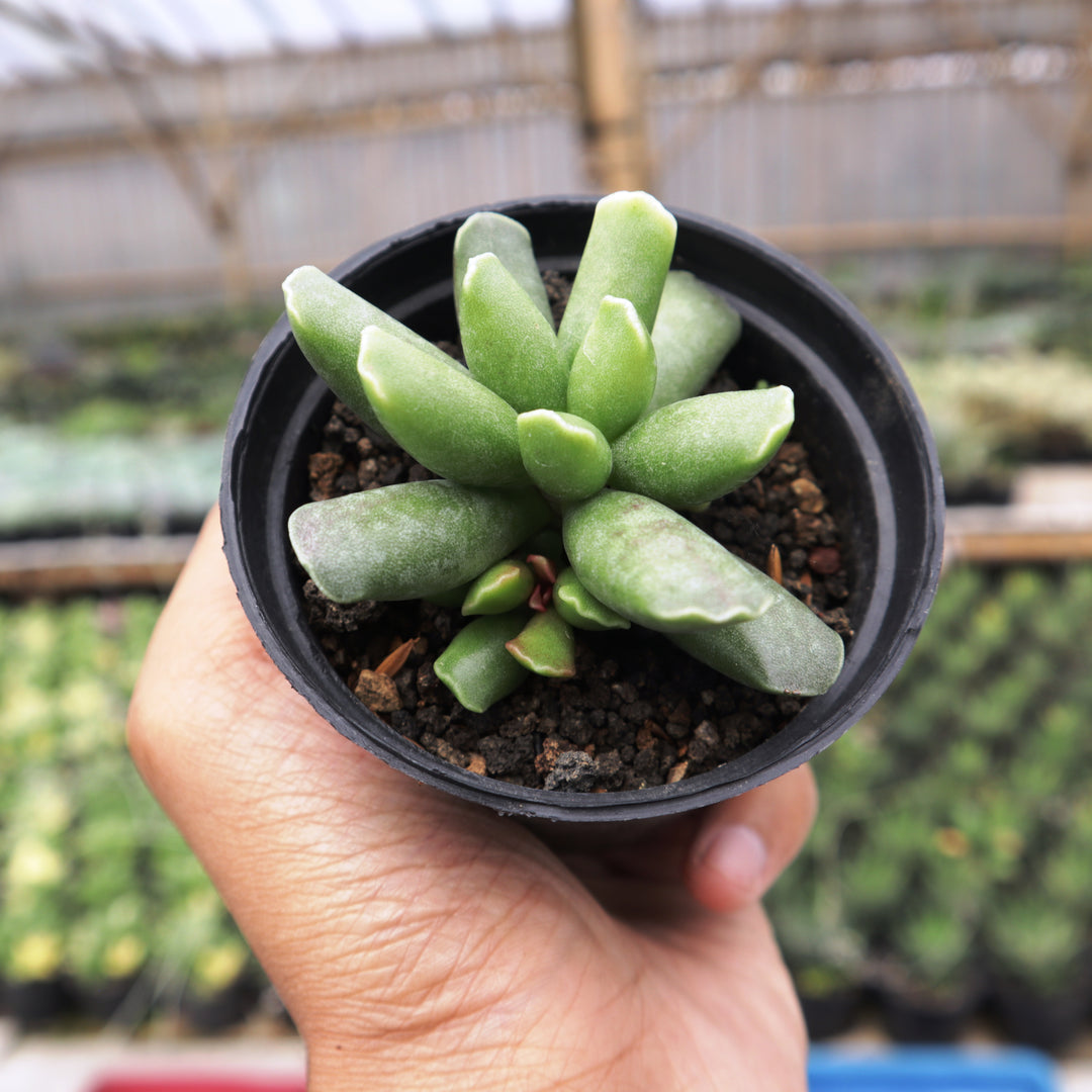 Adromischus spp 2