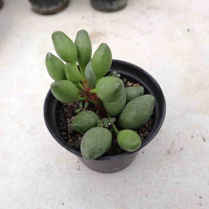 Adromischus spp 3