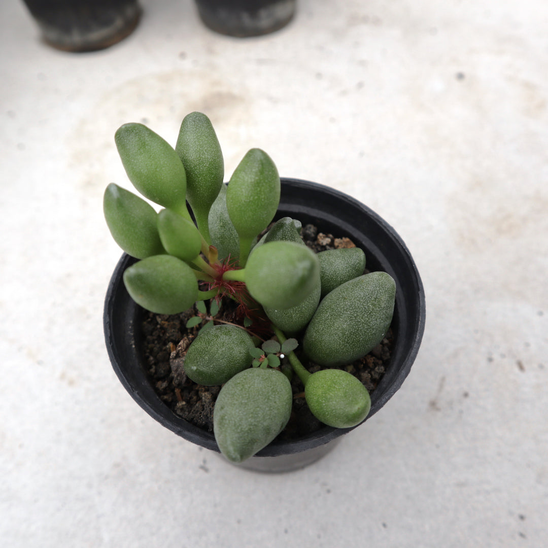 Adromischus spp 3