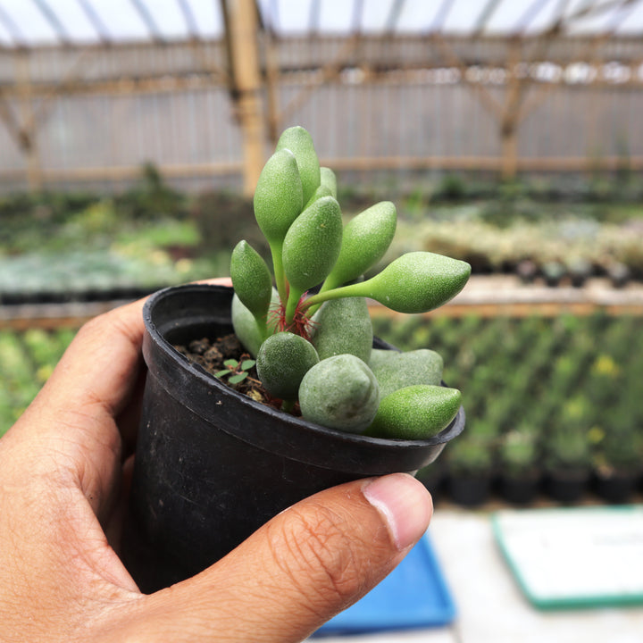 Adromischus spp 3