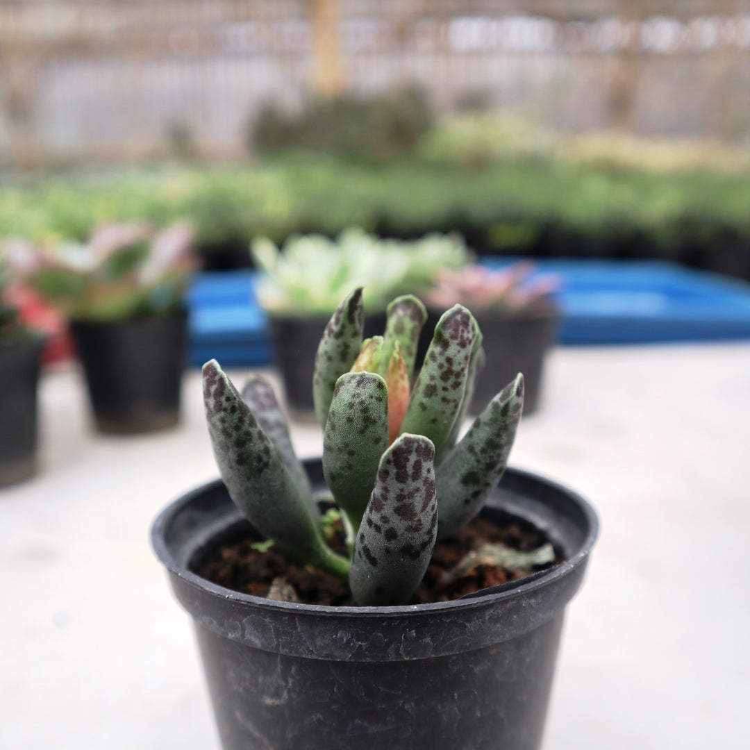 Adromischus spp