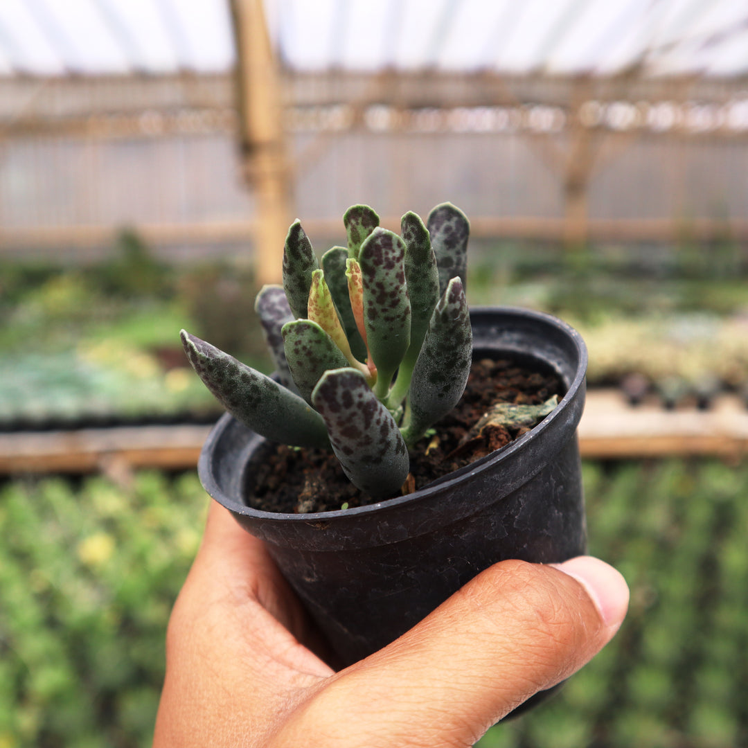 adromischus succulent Adromischus spp – Succulentasia